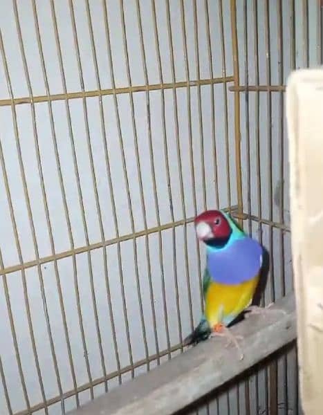 Gouldian Breeder Pair 1