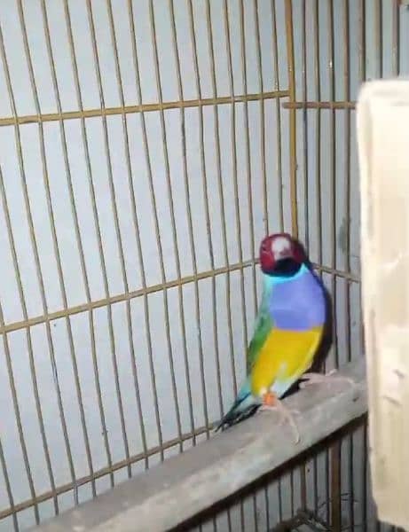 Gouldian Breeder Pair 4