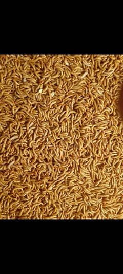 Mealworms 2/- per piece