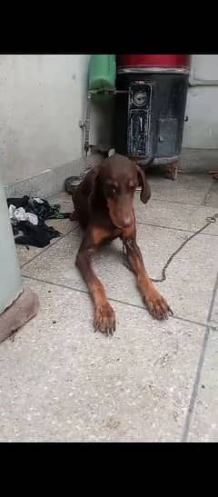 Doberman female for sale age 18 month