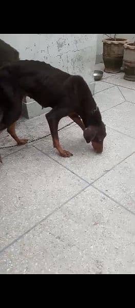 Doberman female for sale age 18 month 1