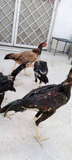 6 aseel home breed black mianwali original