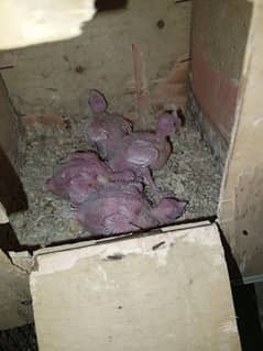 cocktail eno red eye ha 4 chicks for sale each price 2000