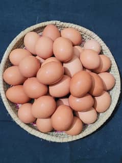 Desi eggs for sale 100% organic