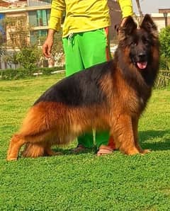 German Shepherd male Dog Urgent For Sale Call Number:03134935016