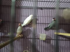 java finch decino , albino red eye,spilt red eye