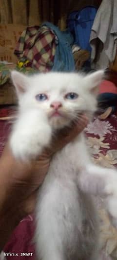 Punch Face ODD eyes pershion kitten's for sale