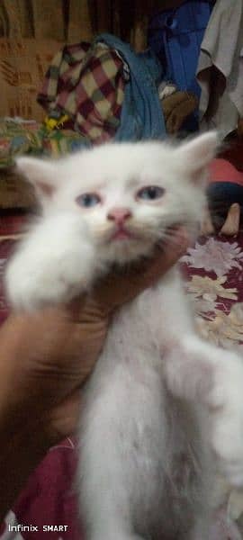 Punch Face ODD eyes pershion kitten's for sale 1