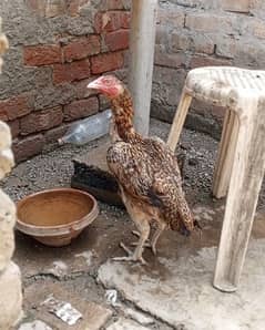 High quality Aseel female for sale