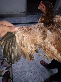 Aseel hens for sale