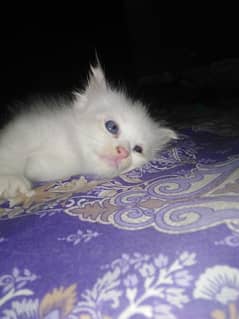 1 month kittens pair price 30000 and one kitten price 15000