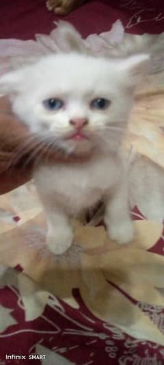 Punch Face ODD eyes pair ka kittens for sale ha