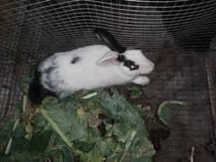 Desi male Rabbits for sale age 6 months price 850