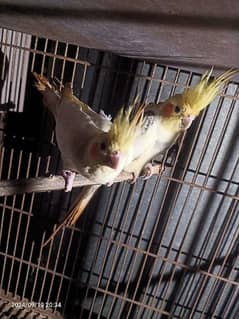 cockatiel age 24 months for sale