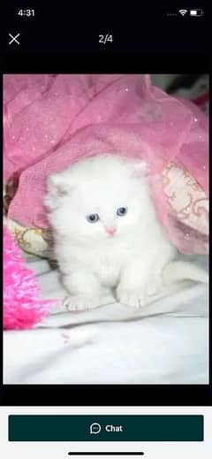 My Whatsapp no 03167349197 pairsan kitten for urgent sale