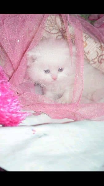 My Whatsapp no 03167349197 pairsan kitten for urgent sale 1