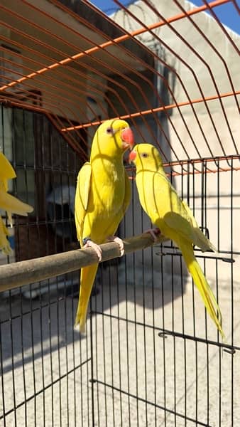 yellow ringneck single male with DNA paper 0