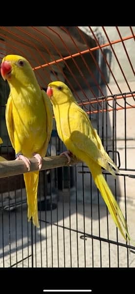 yellow ringneck single male with DNA paper 3