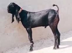 desi bakra for sale WhatsApp 03487390292)