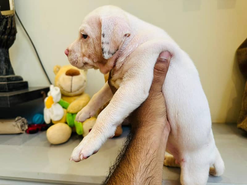 American Pitbull Puppies (2 Females) 3