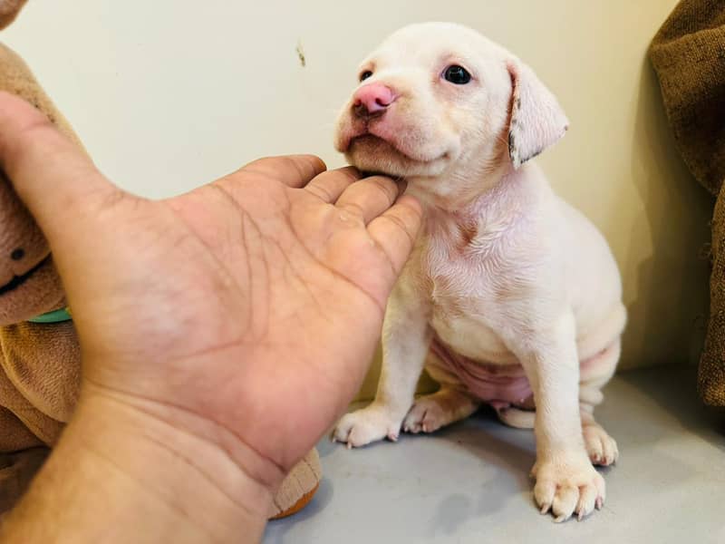 American Pitbull Puppies (2 Females) 4