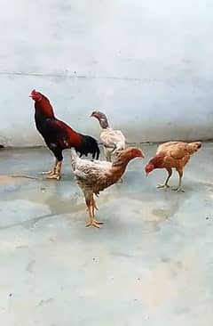 Egg laying Aseel Long Height Trio 0