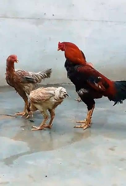 Egg laying Aseel Long Height Trio 1