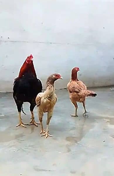 Egg laying Aseel Long Height Trio 3