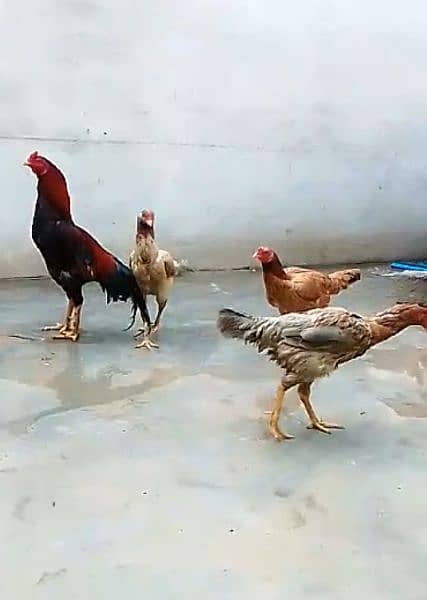 Egg laying Aseel Long Height Trio 4