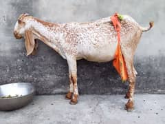 Bakri