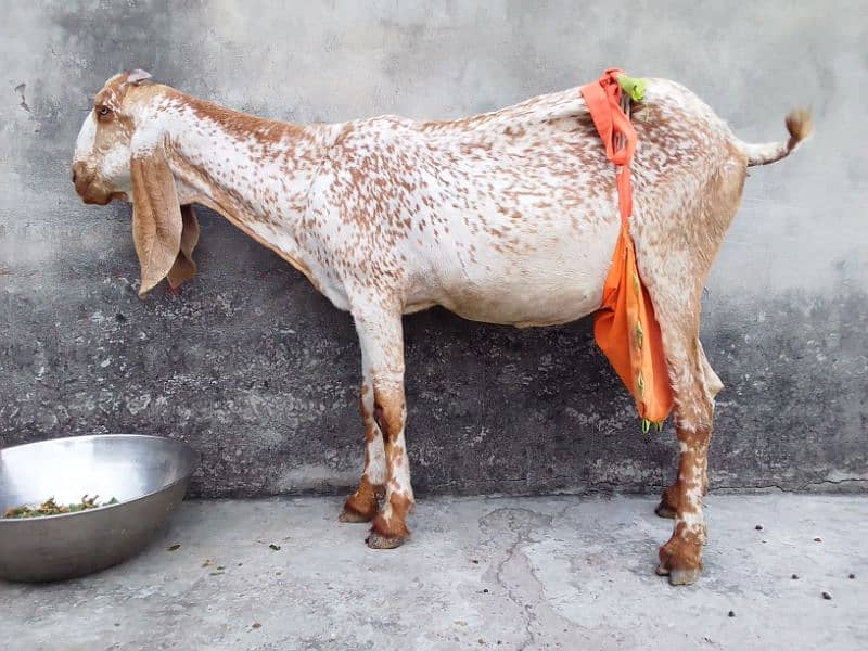 Bakri Desi.     03244695410 0