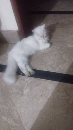 Persian cat 0