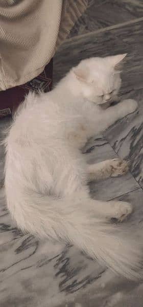 Persian cat 2