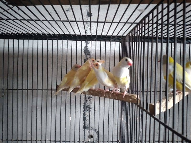 fown java female and ghouldian pair available for sale 1