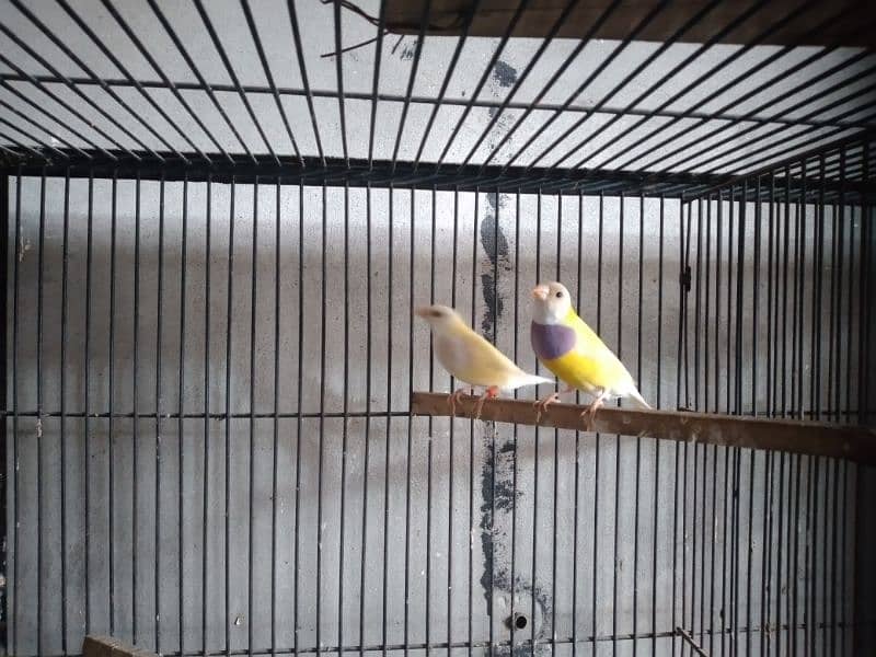 fown java female and ghouldian pair available for sale 2