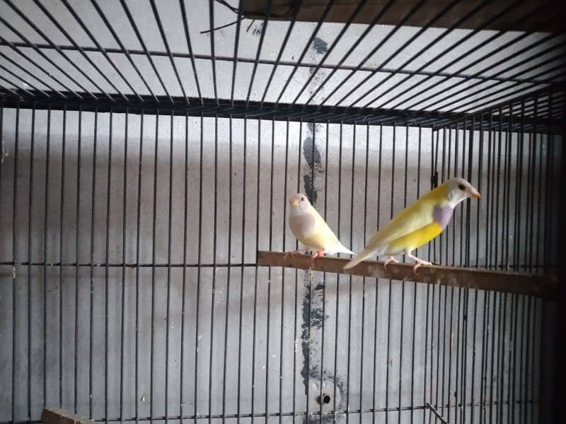 fown java female and ghouldian pair available for sale 3