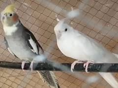 cockatiel pair for sale