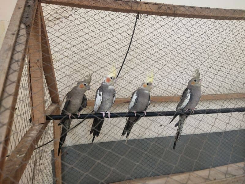 cockatiel pair for sale 1