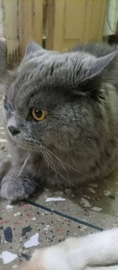 Persian triple coat male cat