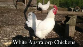 White Australop