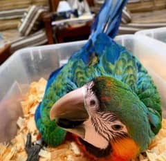 Blue macaw chicks parrot age 4 month for sale