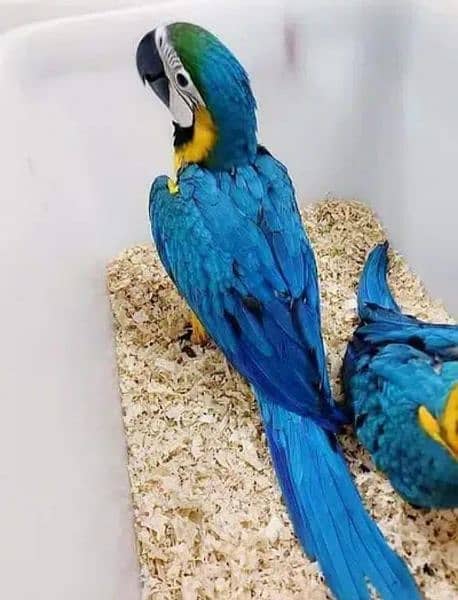 Blue macaw chicks parrot age 4 month for sale 2