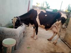 cow for sale 0