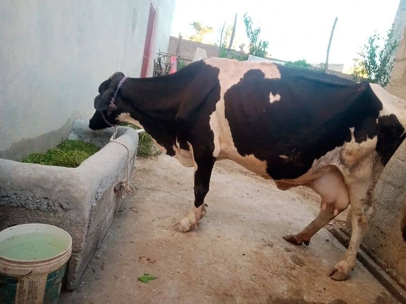 cow for sale 1