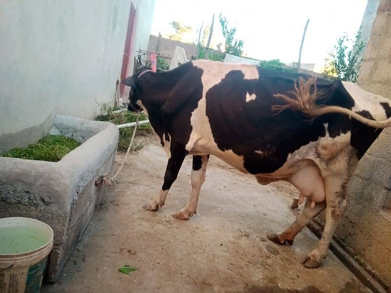 cow for sale 2