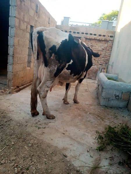 cow for sale 3