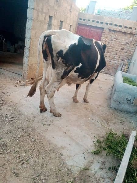 cow for sale 4