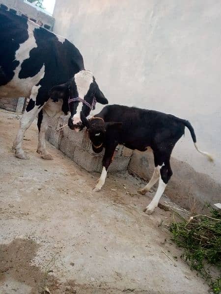 cow for sale 5