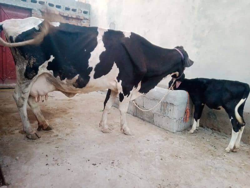 cow for sale 6