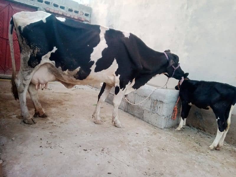 cow for sale 7